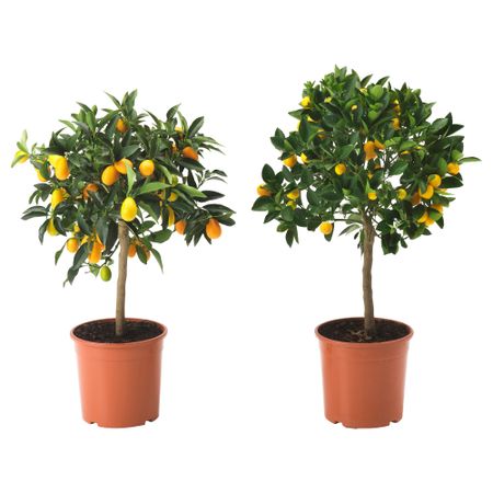 Растение в горшке CITRUS, различные растения (21 см)