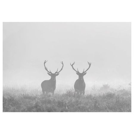 Холст, Олени в тумане 200x140 см IKEA BJÖRKSTA БЬЁРКСТА 604.791.35