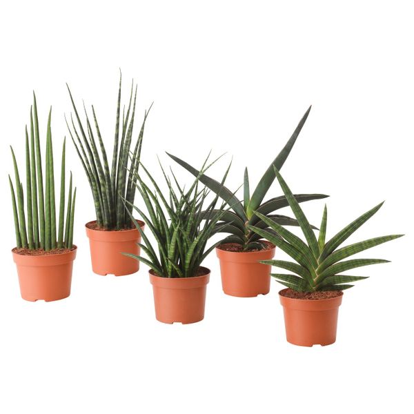 Растение в горшке, различные растения 12 см IKEA SANSEVIERIA САНСЕВИЕРИЯ 203.719.62 - схема-чертеж с размерами