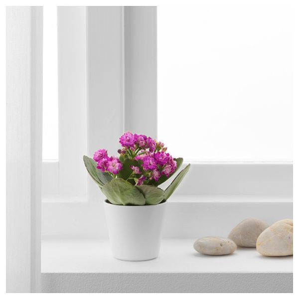 Комнатное растение в горшке, Каланхоэ разные цвета, 6 см IKEA КАЛАНХОЭ 804.163.21 - фото 2