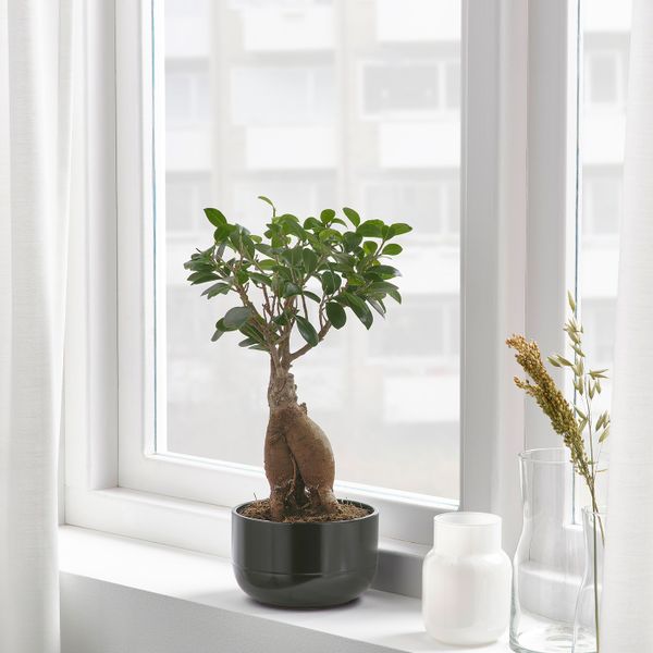 Комнатное растение в горшке, бонсай/разные цвета 14 см IKEA FICUS ФИКУС 604.327.27 - схема-чертеж с размерами