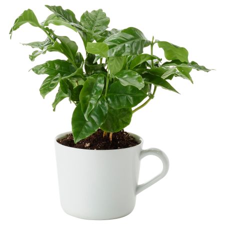 Комнатное растение в кружке IKEA COFFEA ARABICA 305.553.95