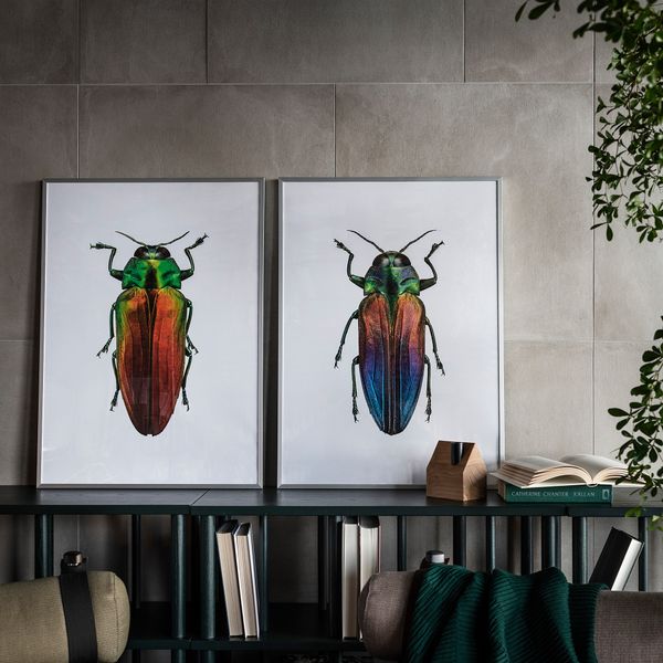 Постер БИЛЬД, Жуки (50x70 см) - фото 2