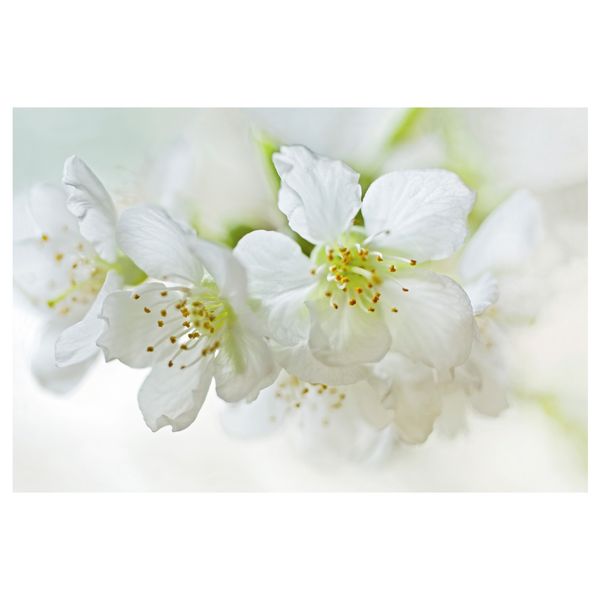 Картина ПЬЕТТЕРИД, anni-versarius (78x118 см) - фото 1