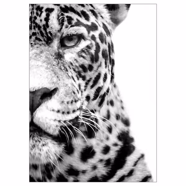 PJÄTTERYD Картина - В свете софитов 50x70 см - фото 1