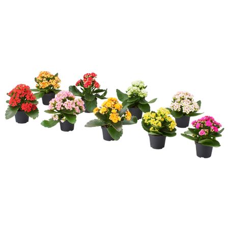Растение в горшке, Каланхоэ разные цвета, 6 см IKEA KALANCHOE КАЛАНХОЭ 906.041.33