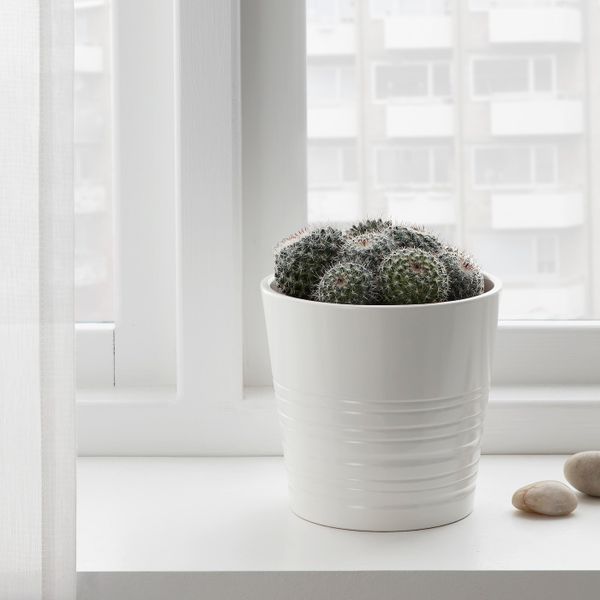 Растение в горшке, различные растения 12 см IKEA CACTACEAE КАКТУС 503.719.13 - фото 2