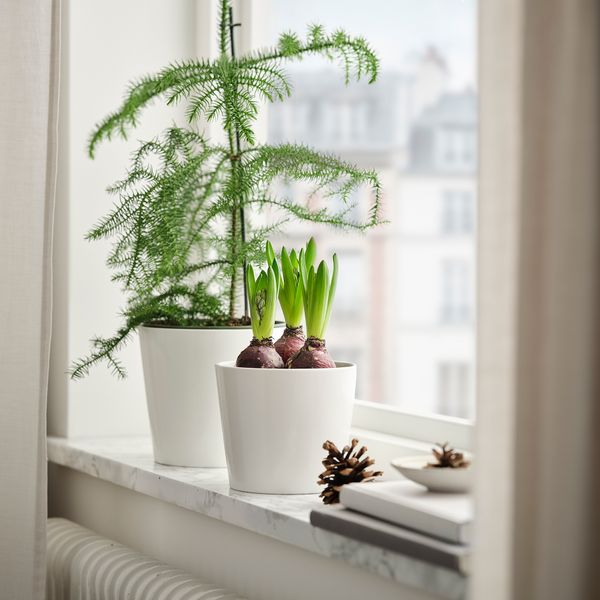 Растение в горшке, лукавицы IKEA HYACINTHUS 605.878.42 - фото 2