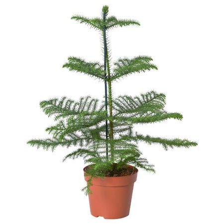 Растение в горшке, Араукария 17 см IKEA ARAUCARIA АРАУКАРИЯ 404.793.01