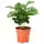COFFEA ARABICA Растение в горшке - кофе Арабика 9 см