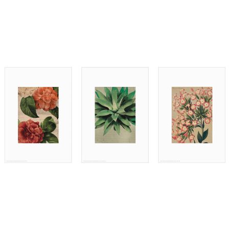 Набор постеров, 3 штуки ТРИЛЛИНГ, Цветы (21x30 см)