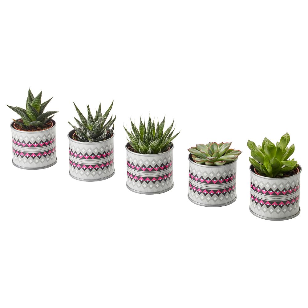 Комнатное растение в горшке СУККУЛЕНТЫ, различные растения серый/бежевый (6 см) - схема-чертеж с размерами