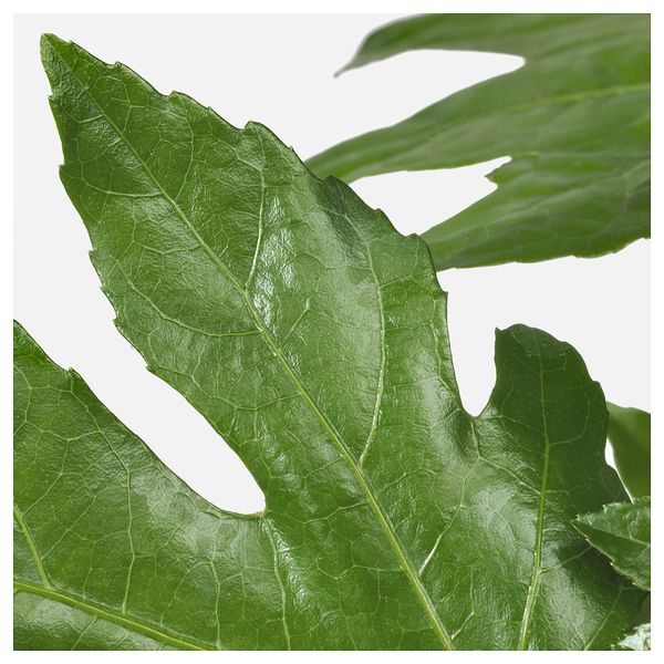 Растение в горшке ФАТСИЯ ЯПОНСКАЯ, Фатсия японская (17 см) - схема-чертеж с размерами