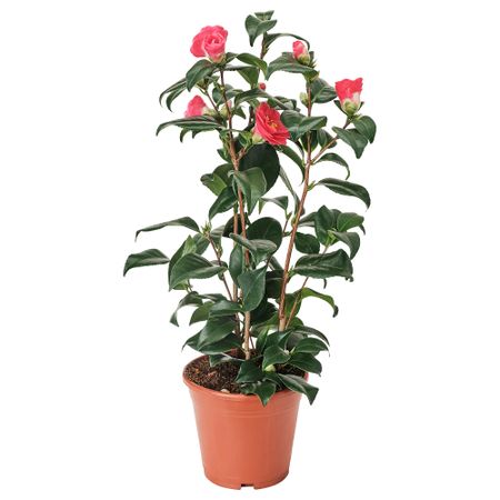 Растение в горшке, Камелия, 17 см IKEA CAMELLIA JAPONICA 505.923.87