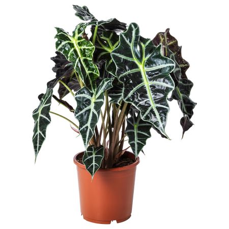 Растение в горшке, Алоказия, 17 см IKEA ALOCASIA AMAZONICA 903.494.87