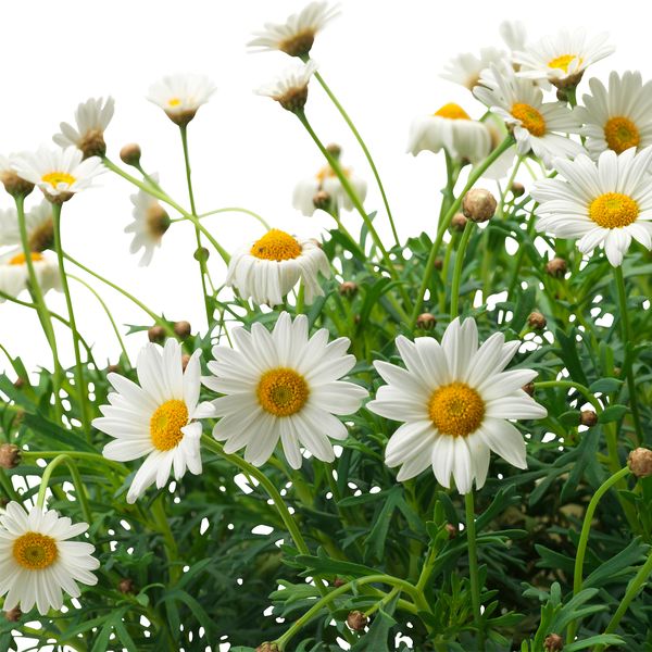 Растение в горшке IKEA ARGYRANTHEMUM FRUTESCENS 605.923.77 - схема-чертеж с размерами