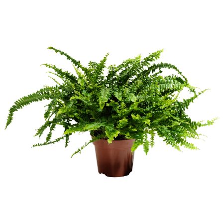 Растение в горшке NEPHROLEPIS, Бостонский папоротник (17 см)