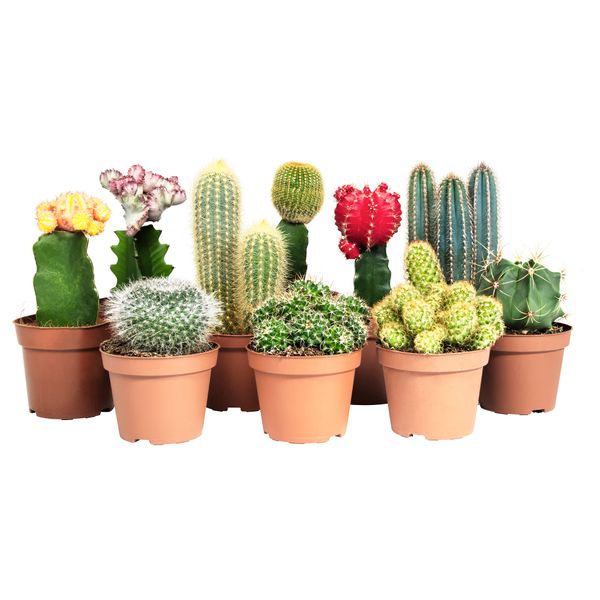 Растение в горшке CACTACEAE, различные растения (10.5 см) - схема-чертеж с размерами