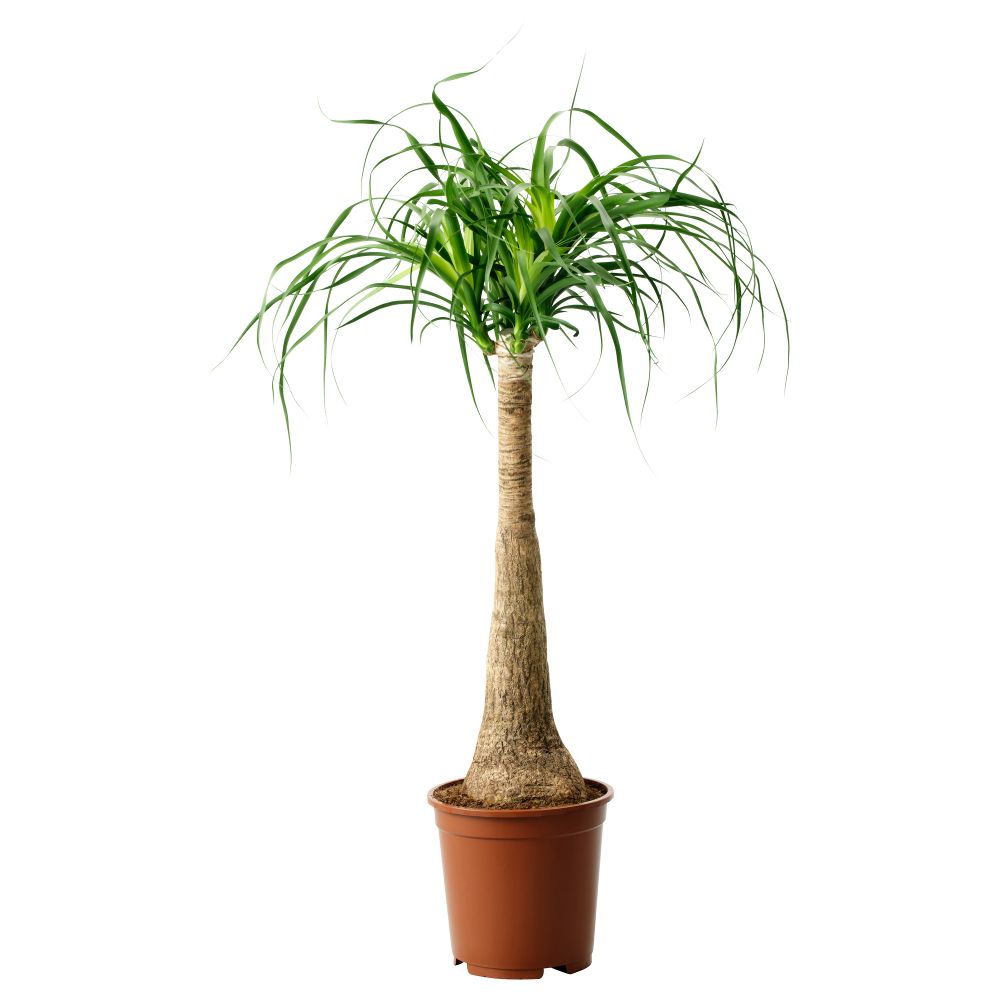 Растение в горшке, Бокарнея, 24 см IKEA BEAUCARNEA RECURVATA 405.802.00 - фото 1