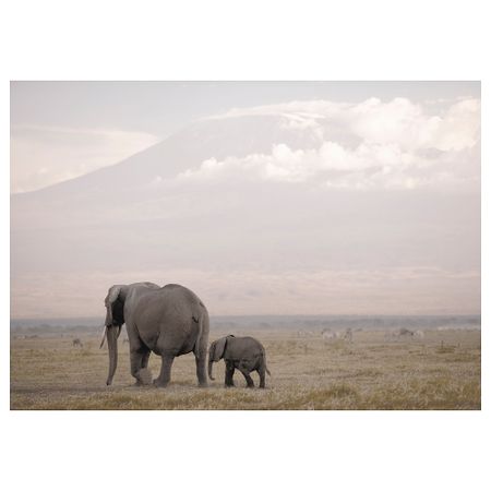 Холст, На прогулку, 200x140 см IKEA BJÖRKSTA БЬЁРКСТА 905.316.22