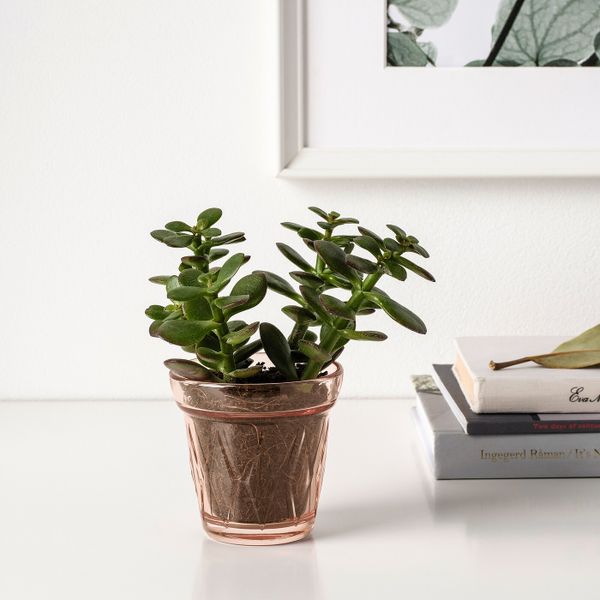 Ароматическая свеча в стакане, розовый Клюква, розовый 8 см IKEA ВЭЛЬДОФТ 704.423.11 - фото 3