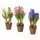 HYACINTHUS Растение в горшке - разные цвета 12 см