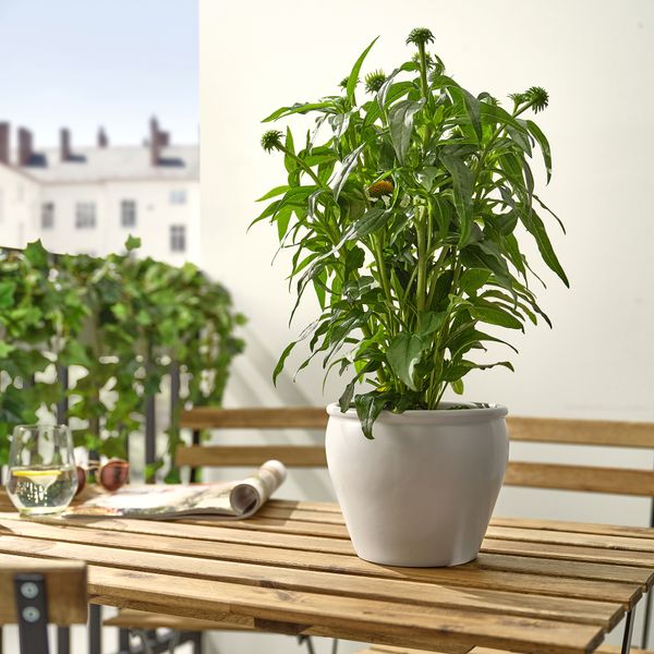 Растение в горшке, Эхинацея разные цвета, 17 см IKEA ECHINACEA 405.923.83 - фото 2