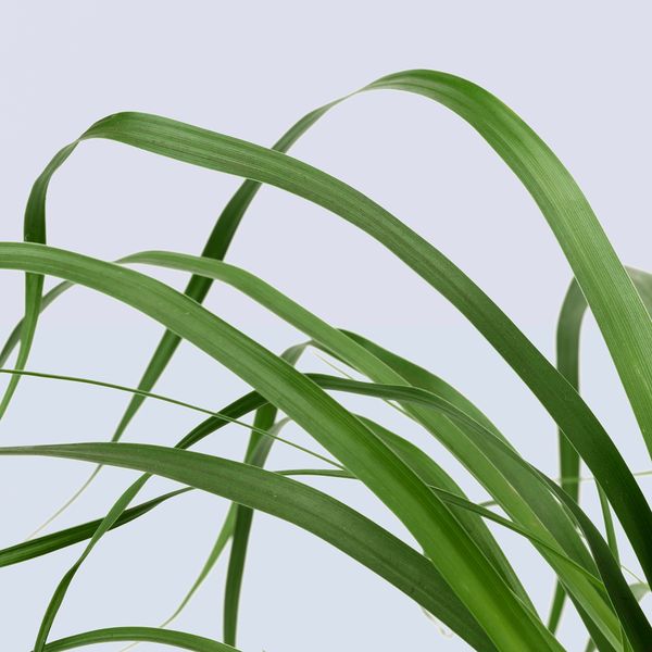 Растение в горшке, Бокарнея, 24 см IKEA BEAUCARNEA RECURVATA 405.802.00 - схема-чертеж с размерами