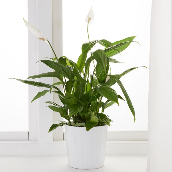 Растение в горшке, Спатифиллум 12 см IKEA SPATHIPHYLLUM СПАТИФИЛЛУМ 003.719.63 - схема-чертеж с размерами