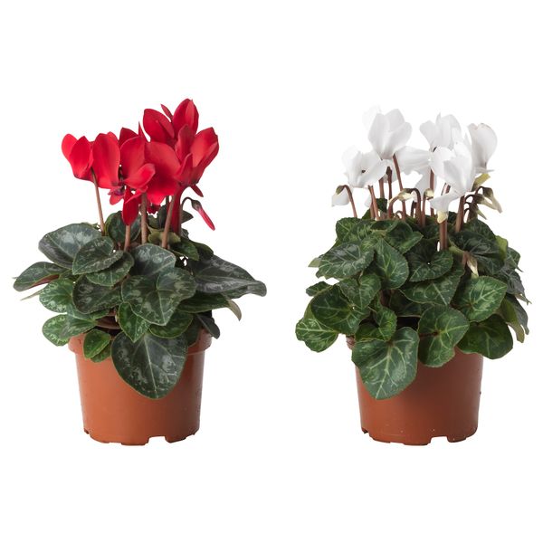 Растение в горшке CYCLAMEN, Цикламен разные цвета (12 см) - схема-чертеж с размерами