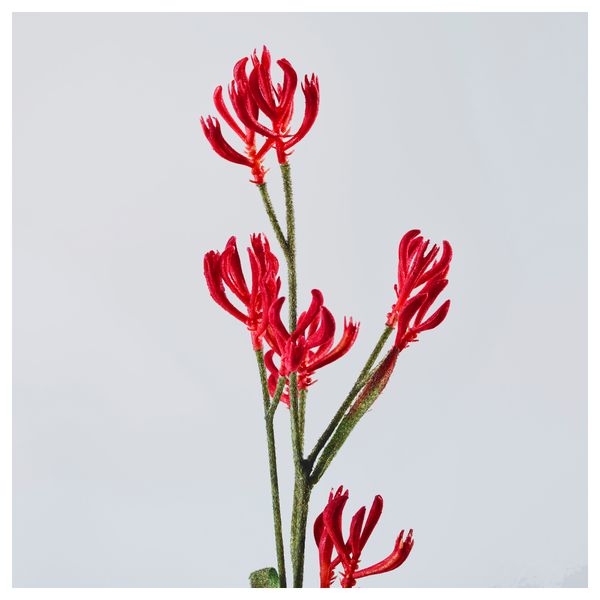 Цветок искусственный СМИККА, Анигозантос красный (63 см) - фото 3