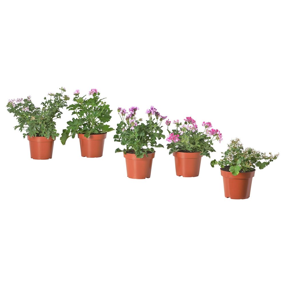 Растение в горшке, различные растения/ароматический 14 см IKEA PELARGONIUM ПЕЛАРГОНИЯ 304.934.06 - схема-чертеж с размерами