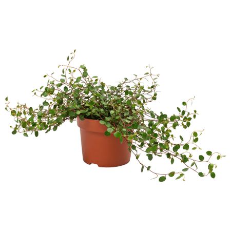 Растение в горшке MUEHLENBECKIA, Мюленбекия (12 см)