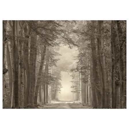 PJÄTTERYD Картина - лесная дорога 70x50 см