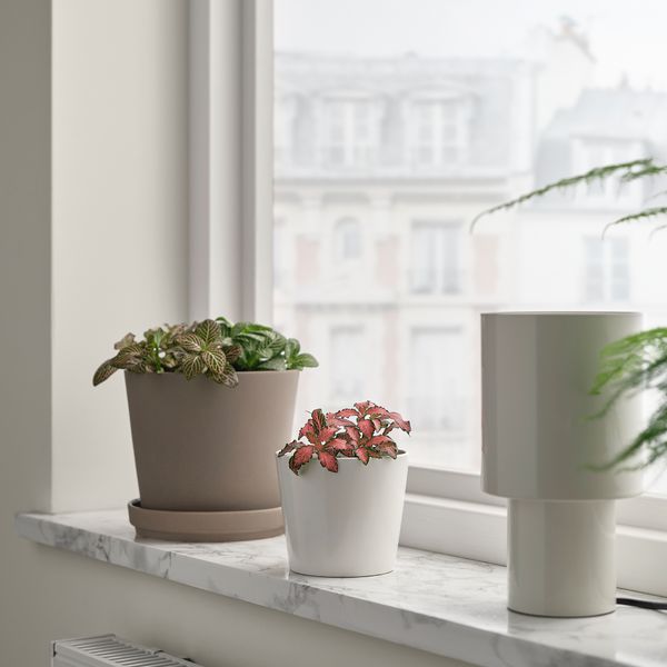 Растение в горшке, различные растения фиттония, 8.5 см IKEA FITTONIA 005.986.93 - схема-чертеж с размерами
