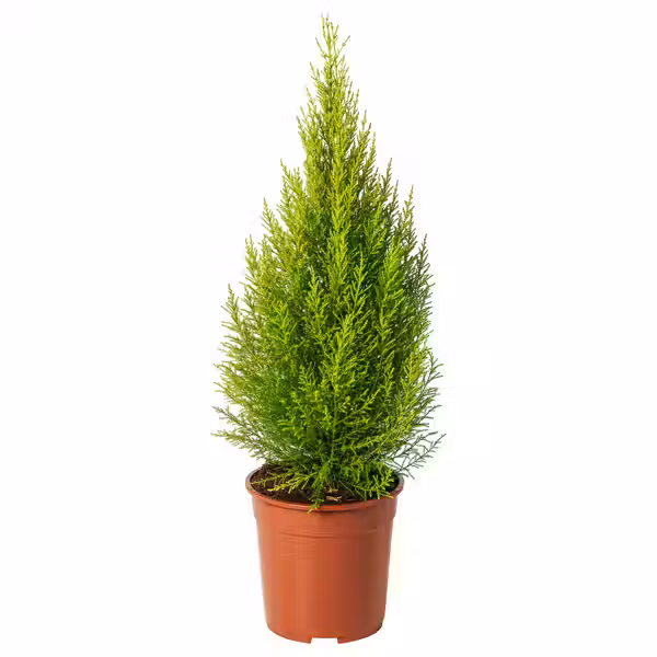 CUPRESSUS MACROCARPA Растение в горшке - фото 1