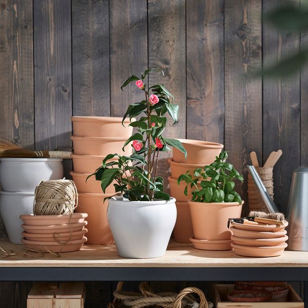 Растение в горшке, Камелия, 17 см IKEA CAMELLIA JAPONICA 505.923.87 - фото 3