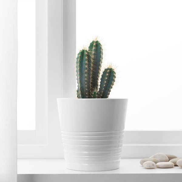 Растение в горшке, различные растения 12 см IKEA CACTACEAE КАКТУС 503.719.13 - схема-чертеж с размерами