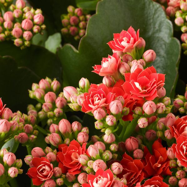 Растение в горшке, Каланхоэ разные цвета 9 см IKEA КАЛАНХОЭ КАЛАНДИВА 204.933.98 - фото 4