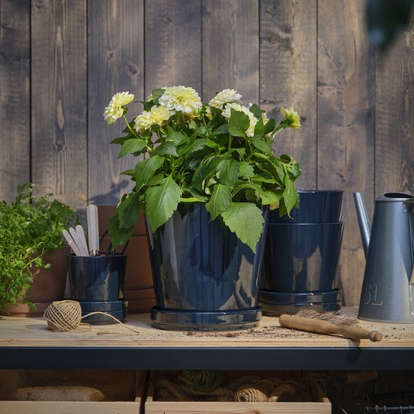 Растение в горшке, Георгин разные цвета, 17 см IKEA DAHLIA 305.923.88 - фото 2