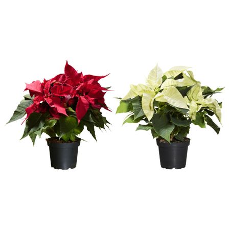 Растение в горшке POINSETTIA, "Рождественская звезда" (10.5 см)