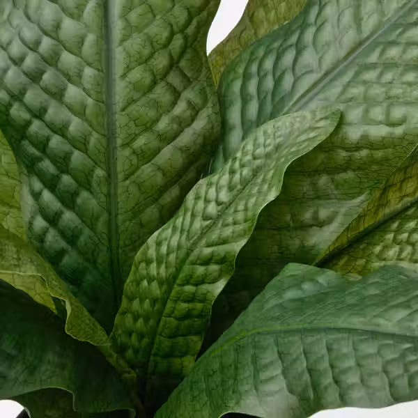 FEJKA Искусственное растение в горшке - д/дома/улицы Папоротник-крокодил 12 см - схема-чертеж с размерами