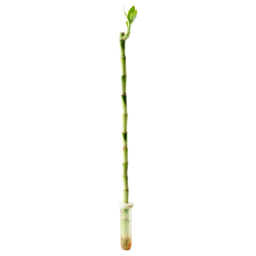 Растение DRACAENA, Драцена Сандера (50 см) - фото 1