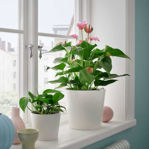 Растение в горшке, Антуриум разные цвета, 17 см IKEA ANTHURIUM АНТУРИУМ 006.041.37 - схема-чертеж с размерами