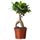 Растение в горшке FICUS MICROCARPA GINSENG (12 см)