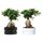 Комнатное растение в горшке FICUS MICROCARPA GINSENG, бонсай, разные цвета (22 см)