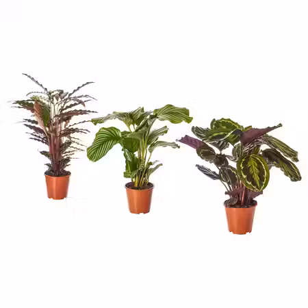 CALATHEA КАЛАТЕЯ Растение в горшке - Калатея/различные растения 19 см