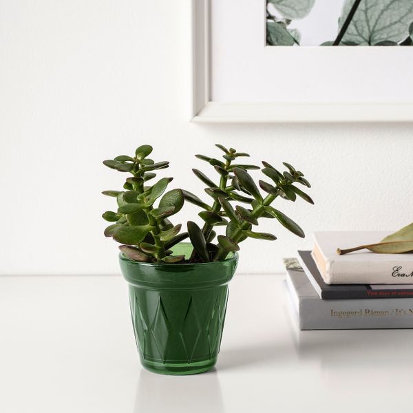 Ароматическая свеча в стакане, Тимьян/темно-зеленый 8 см IKEA ВЭЛЬДОФТ 804.423.01 - фото 3