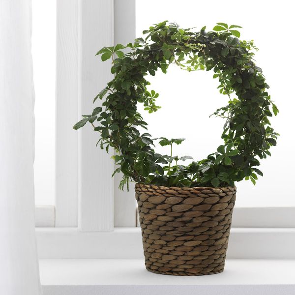 Кашпо, водный гиацинт/серый 12 см IKEA ДРУВФЛЭДЕР 803.716.81 - схема-чертеж с размерами