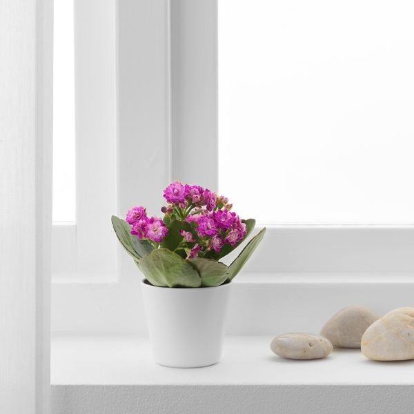 Комнатное растение в горшке, Каланхоэ разные цвета 6 см IKEA KALANCHOE КАЛАНХОЭ 904.773.47 - фото 2